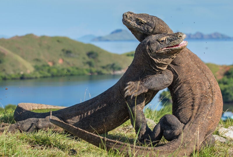 Komodo dragons on Komodo island in Indonesia