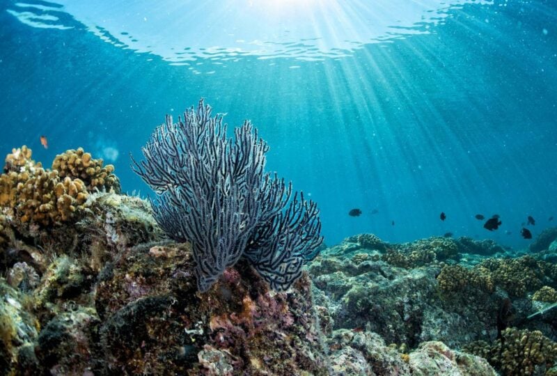 Coral spotted while snorkelling in Indonesia