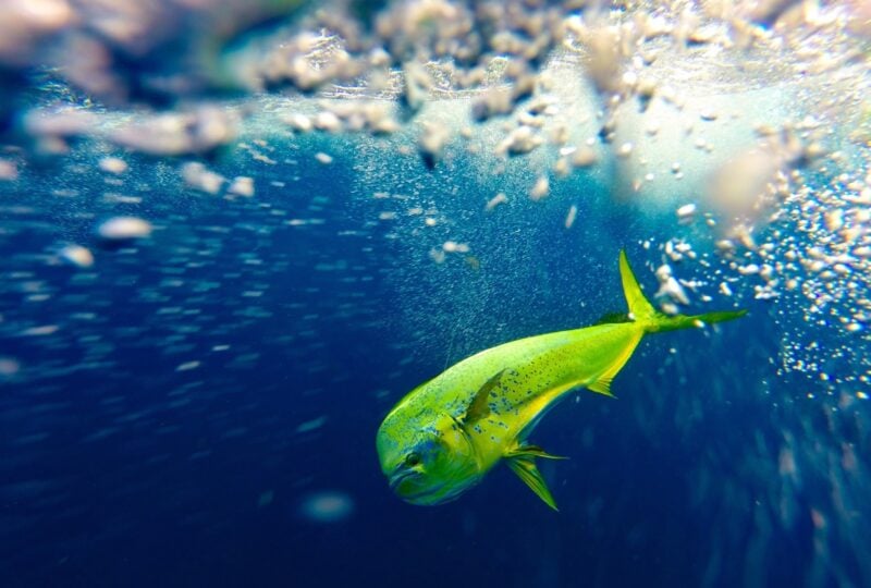 A mahi mahi fish swimming in the ocean