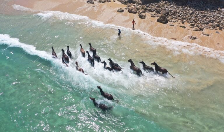 Horses in the sea in Sumba, Indonesia