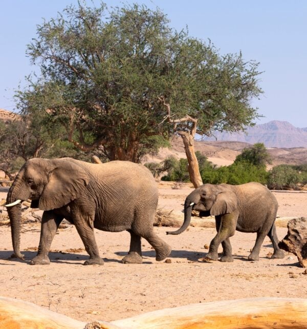 African Elephant (Loxodonta africana), desert-adapted elephant mother with calf, walking in dried riverbed, Hoanib desert, Kaokoland, Namibia.