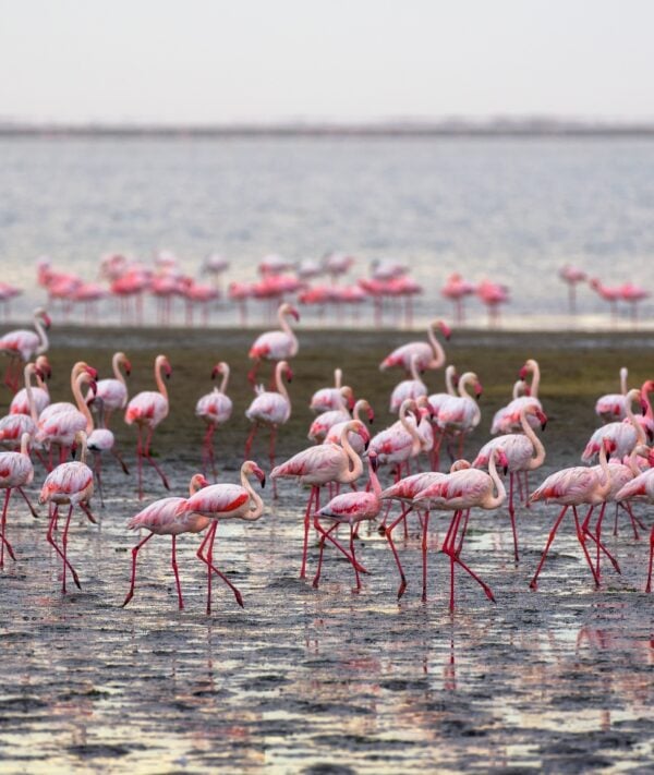 A large flock of pink flamingos in Atlantic Ocean at Walvis Bay, Namibia.