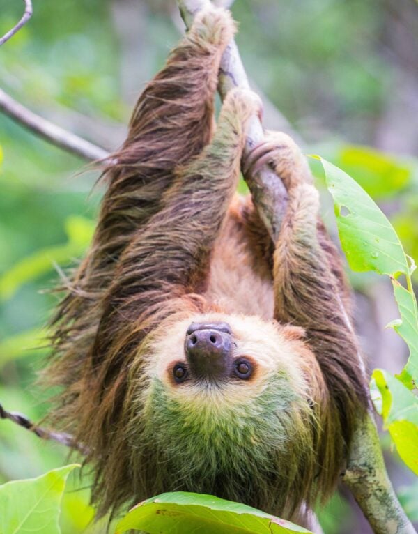 Wild two-toed sloth hanging on tree in Colon Island