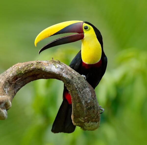 A black and yellow toucan sitting on a curled tree branch with its large bill slightly open