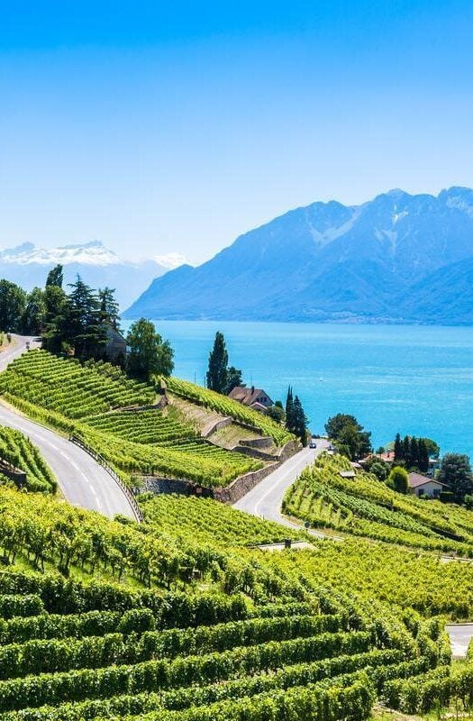 Vineyards in the Lavaux region of Switzerland, near Lausanne