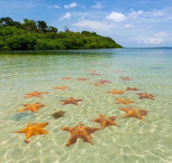 Red starfish in clear shallow water