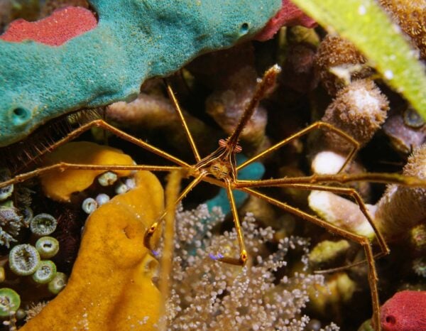 Arrow crab Stenorhynchus seticornis marine life Caribbean sea