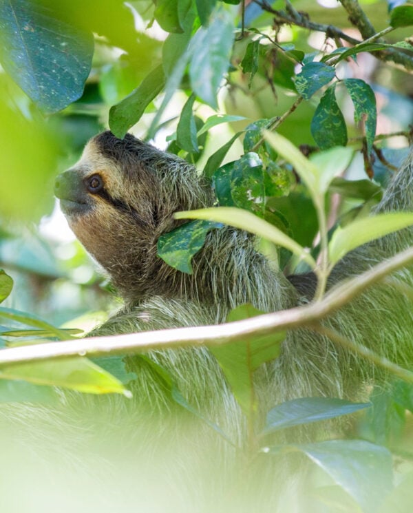 Brown-Throated Sloth (Bradypus variegatus) spotted outdoors