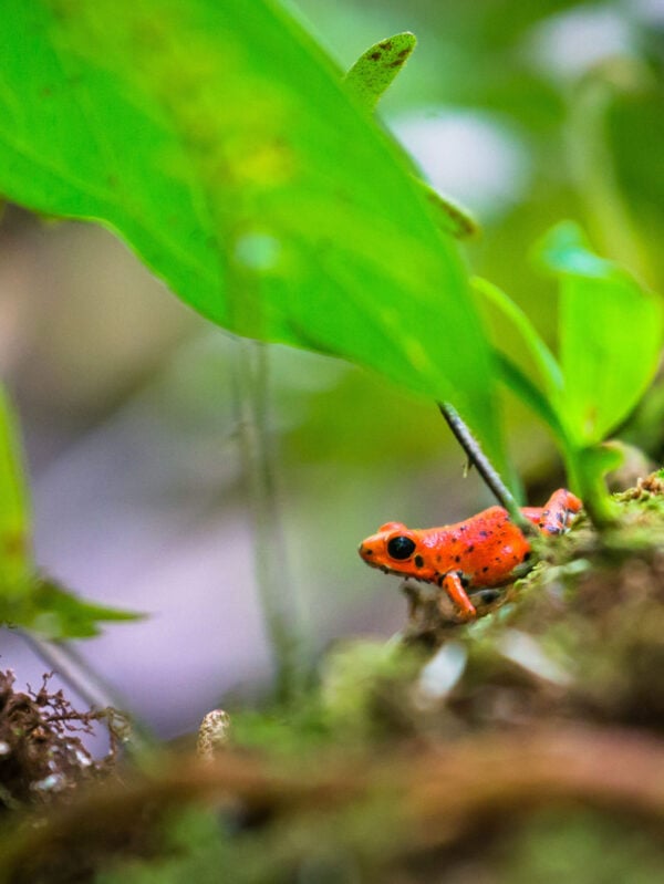 A red strawberry poison-dart frog at the Red Frog Beach