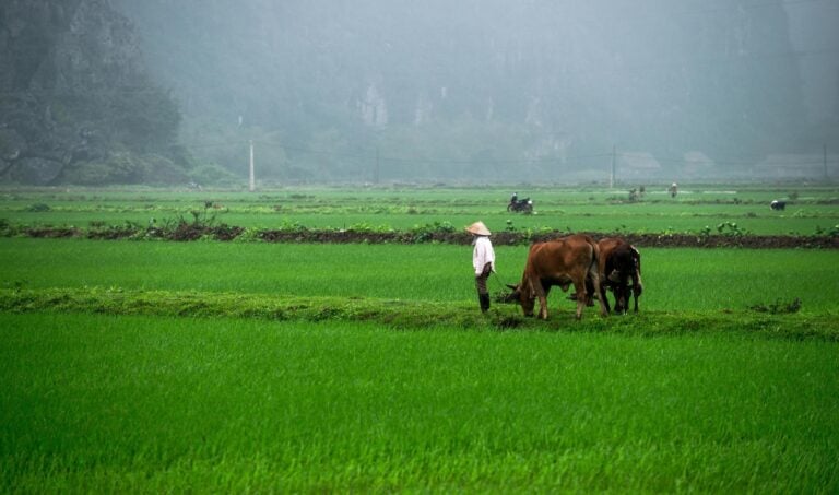 Vietnamese landscape with rice fields