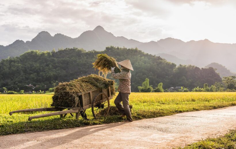 Woman working in the rice fields near Lac Village, Mai Chau valley, Vietnam.