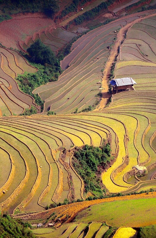 A terraced rice field in Sapa, Vietnam