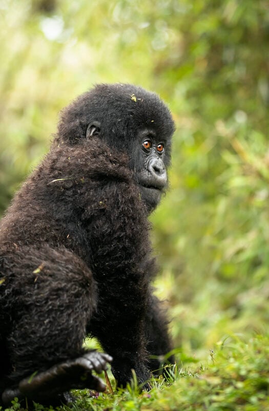 A baby gorilla in Rwanda