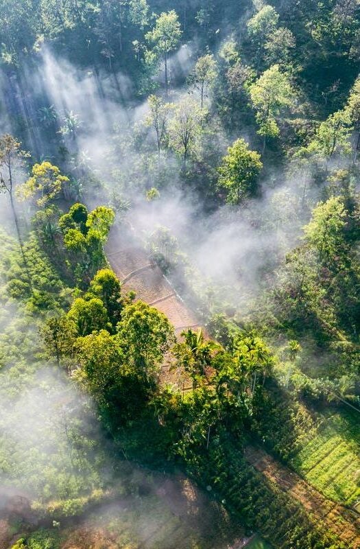 Aerial view of tropical rainforest in Sri Lanka