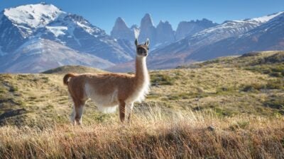 Guanaco in National Park Torres del Paine, Patagonia, Chile