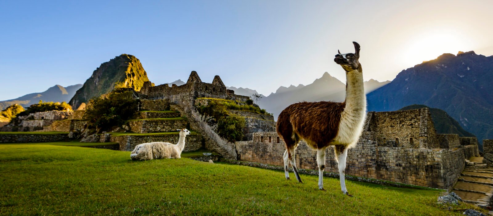 Llamas at first light at Machu Picchu, Peru