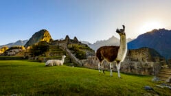 Llamas at first light at Machu Picchu, Peru