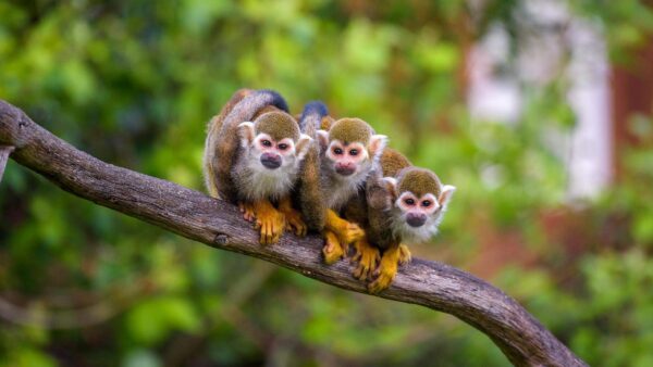 Three common squirrel monkeys sitting on a tree branch