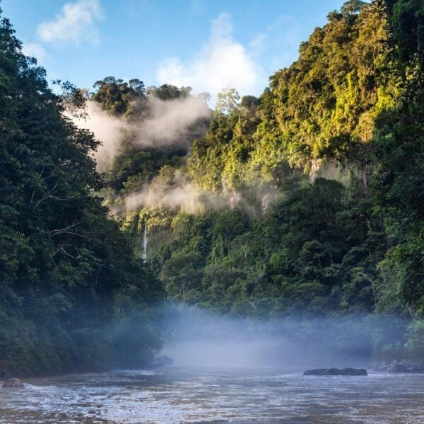 foggy forest at sunset. South America Jungle and River in the Peruvian Amazon