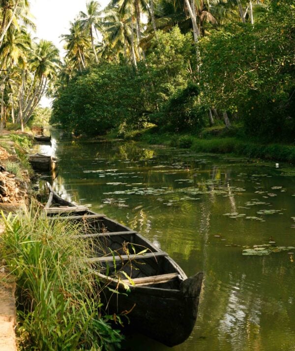 A canoe moored at the edge of a river lined with palm trees in Kerala, India