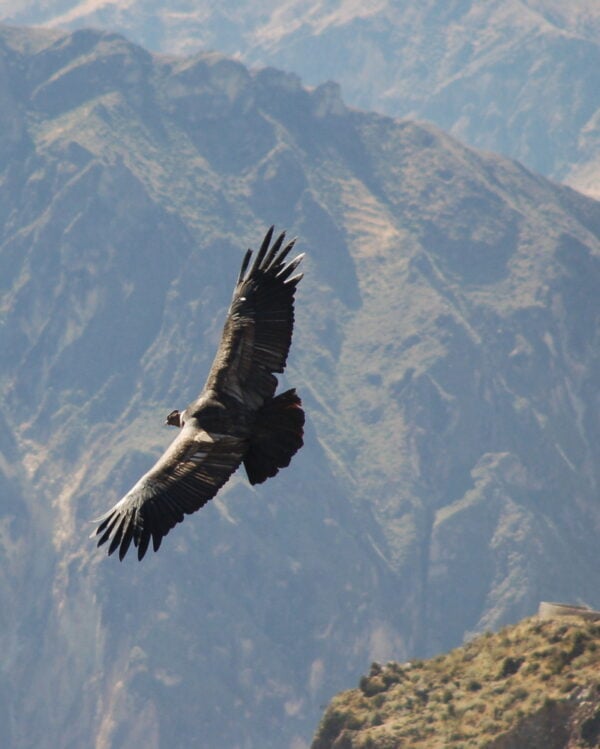 Condor flying above a mountain range