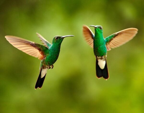 A pair of emerald-green hummingbirds hovering against a blurred green background