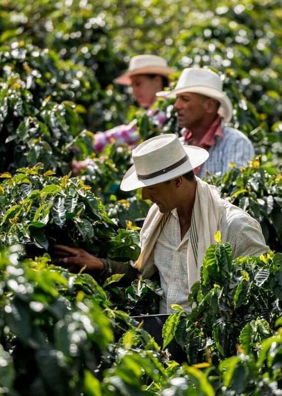 Group of Colombian men working at a coffee farm collecting coffee beans