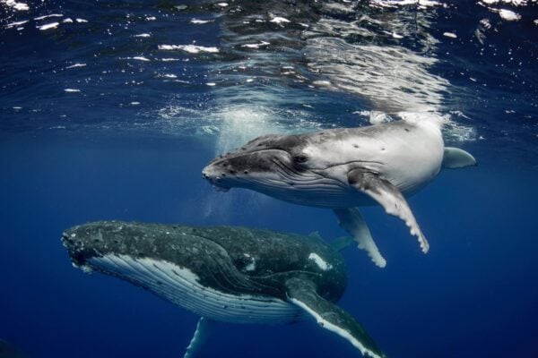 A female humpback whale swimming underwater with calf