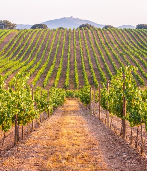 Vines in a vineyard in Alentejo region, Portugal, at sunset.