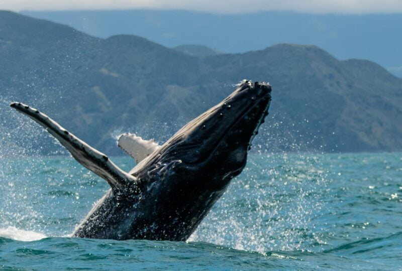 A humpback whale breaching the water