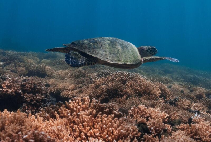 Turtle swimming in Coiba National Park, Panama