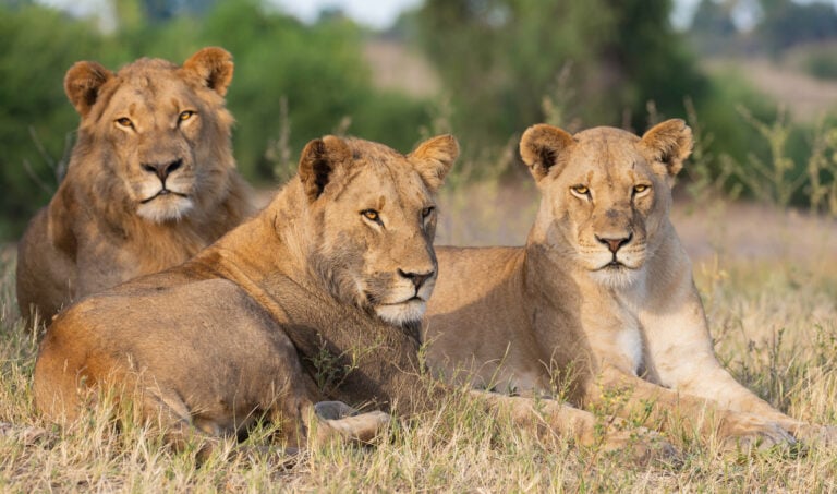 portrait of a african lion sitting in the gras in chobe national park