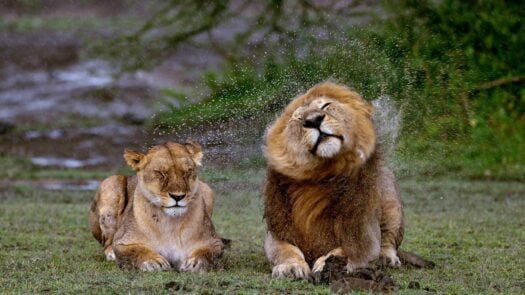 Lions in the rain in Zambia