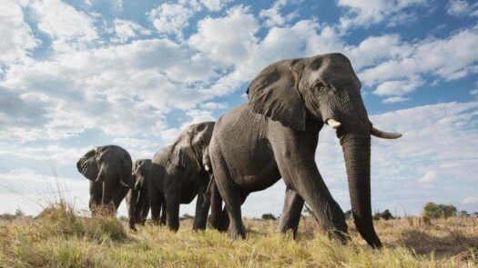 Low angle of a passing Elephant