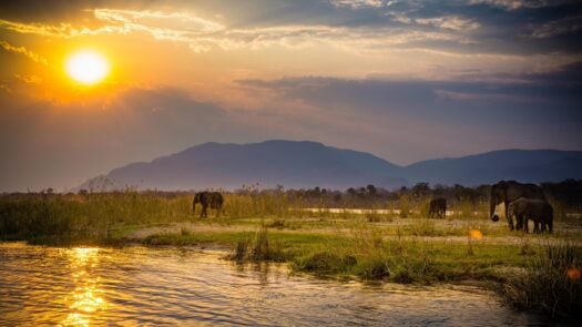 Elephants in Lower Zambezi National Park