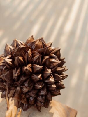 Close up of a globe-shaped plant with triangular brown petals