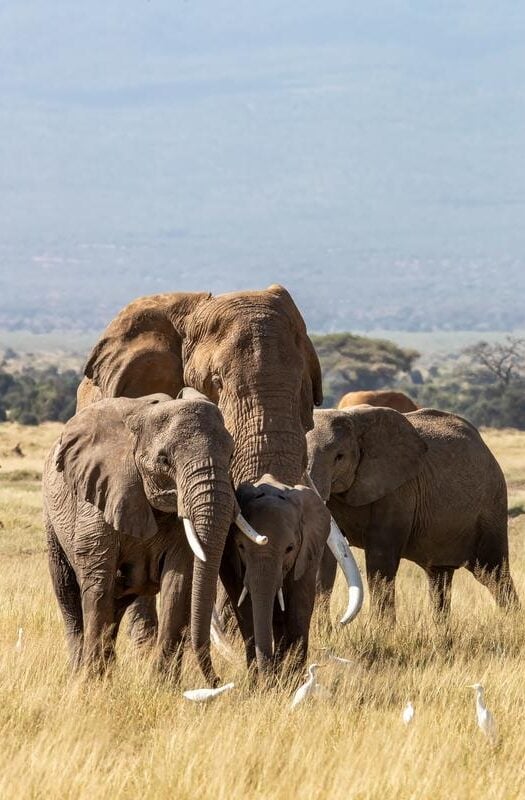 A family group of elephants in Amboseli National Park, Kenya.