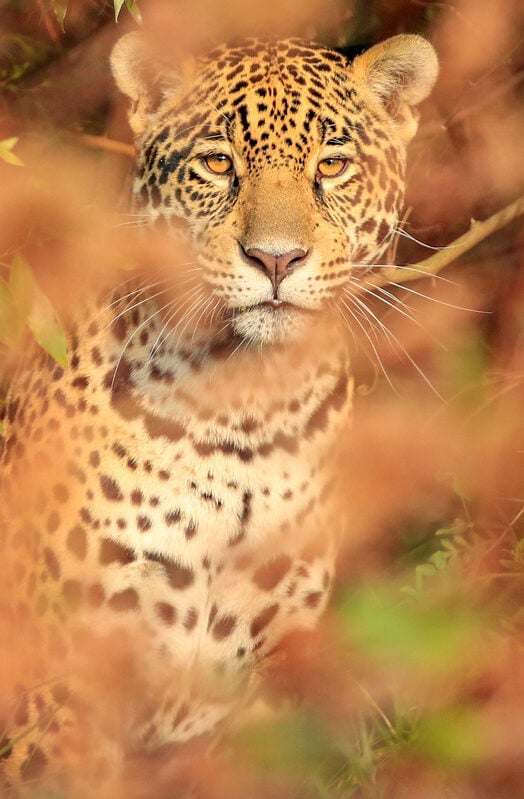 A wild Jaguar looking down the camera lens in Argentina