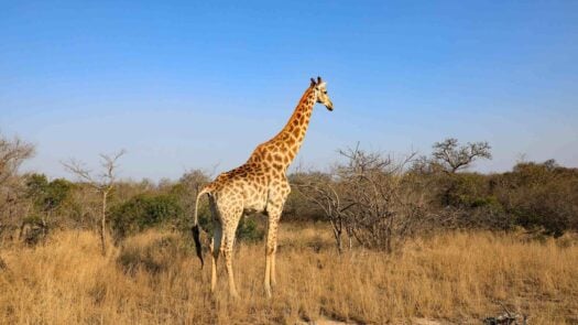 A giraffe standing in a patch of tall grass in Zambia