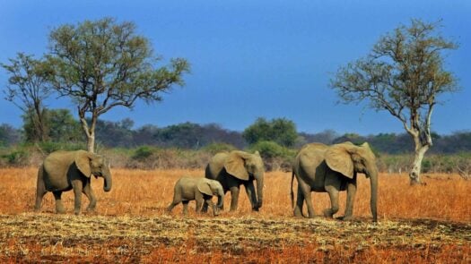 A small herd of elephants walking across the African plains