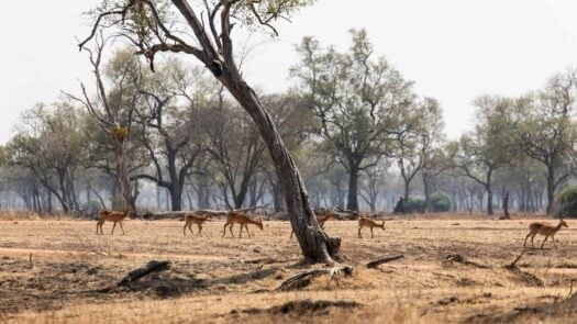 View of the impalas walking in South Luangwa National Park, Zambia, Africa