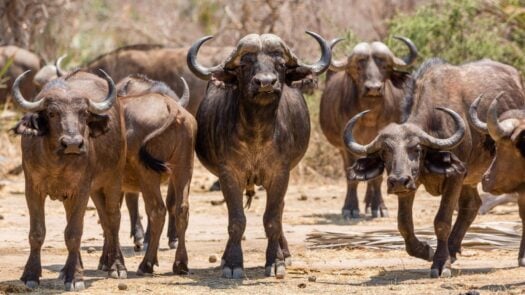 Buffalo in Lower Zambezi National Park, Zambia