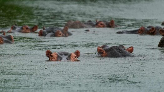 Herd of hippos in the water in the rain during rainy season