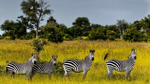 A herd of four zebras standing in tall green grass in the rain