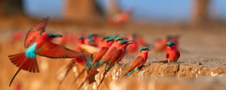 Colorful Southern Carmine bee-eater, Merops nubicoides, colony of red and blue winged african birds on the bank of Zambezi river.