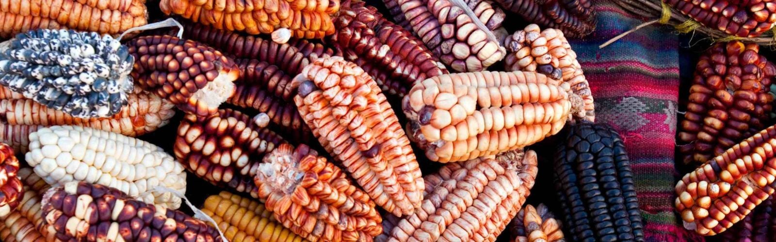 Close up of Peruvian corn of various colours and shades