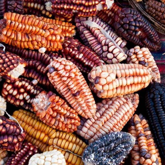 Close up of Peruvian corn of various colours and shades