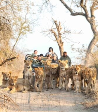 A pride of lionesses standing on a road in front of a jeep full of people in the African bush