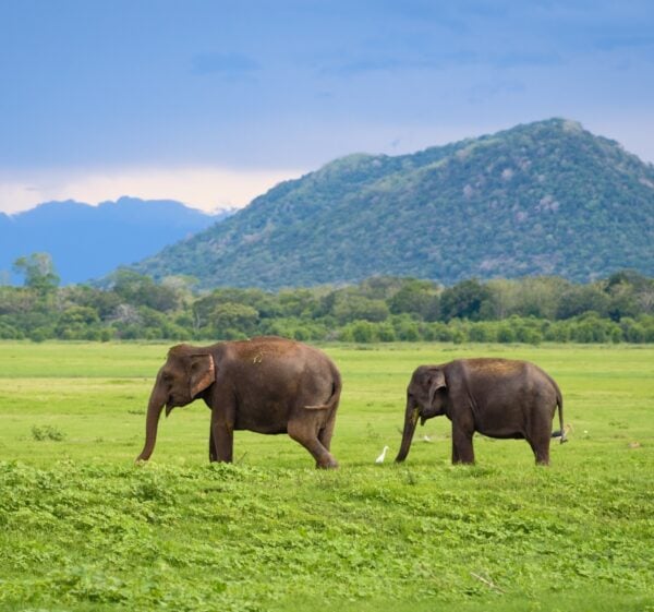 Elephants in Sri Lanka. Two young asian elephants in Minneriya National Park, Sri Lanka. Asian elephants eating grass with mountains and dramatic storm clouds in the background in Minneriya, Sri Lanka