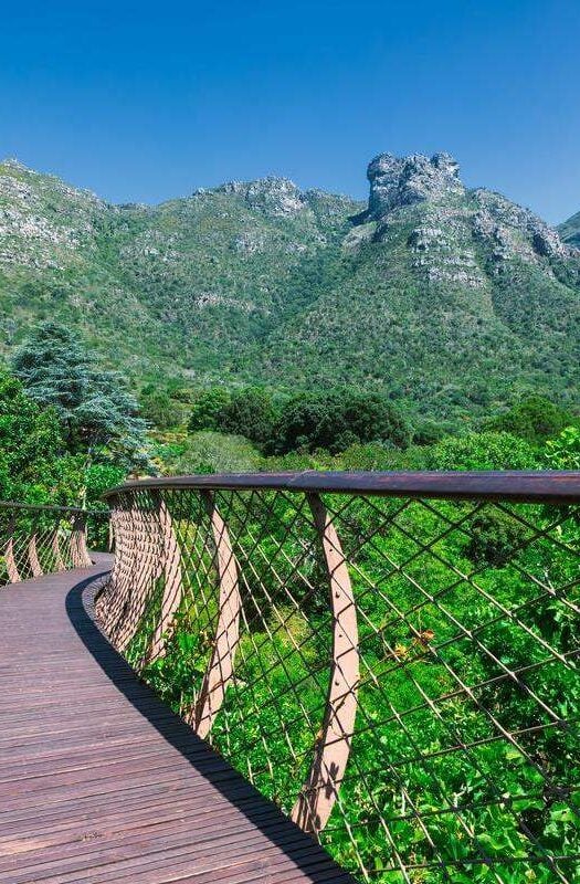 Elevated walkway with a view in Kirstenbosch botanical garden, Cape Town, leading to Skeleton Gorge